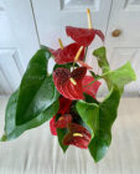 Tropical Anthurium from Aladdin's Floral in Idaho Falls